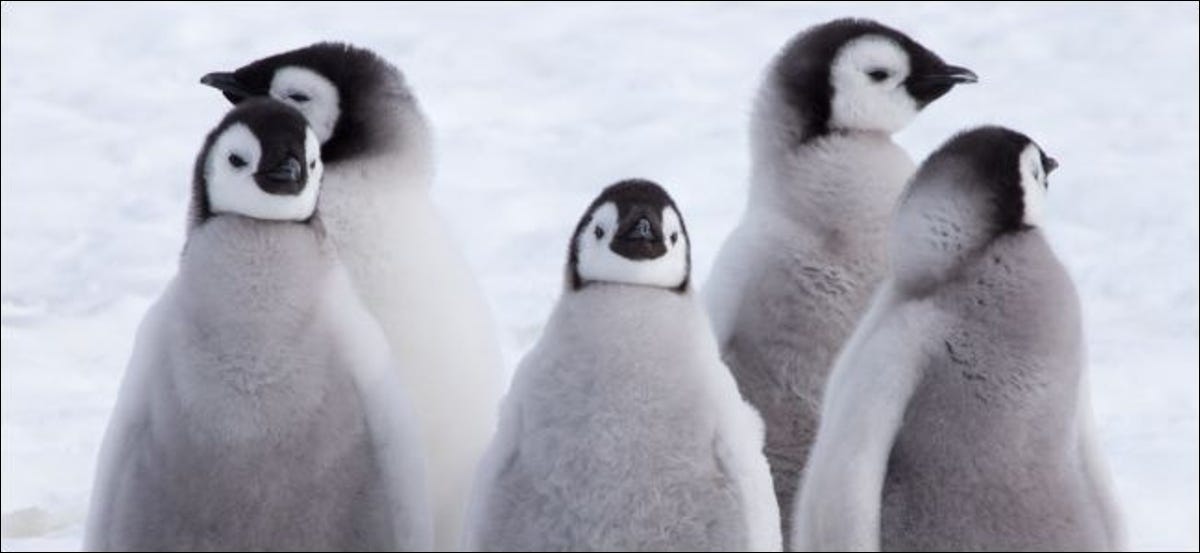 Cinco polluelos de pingüino emperador