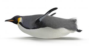 penguin-sliding-on-stomach-3302715-2580114-jpg-6504972