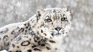 snow-leopard-9766865-6595862-jpg-7726364