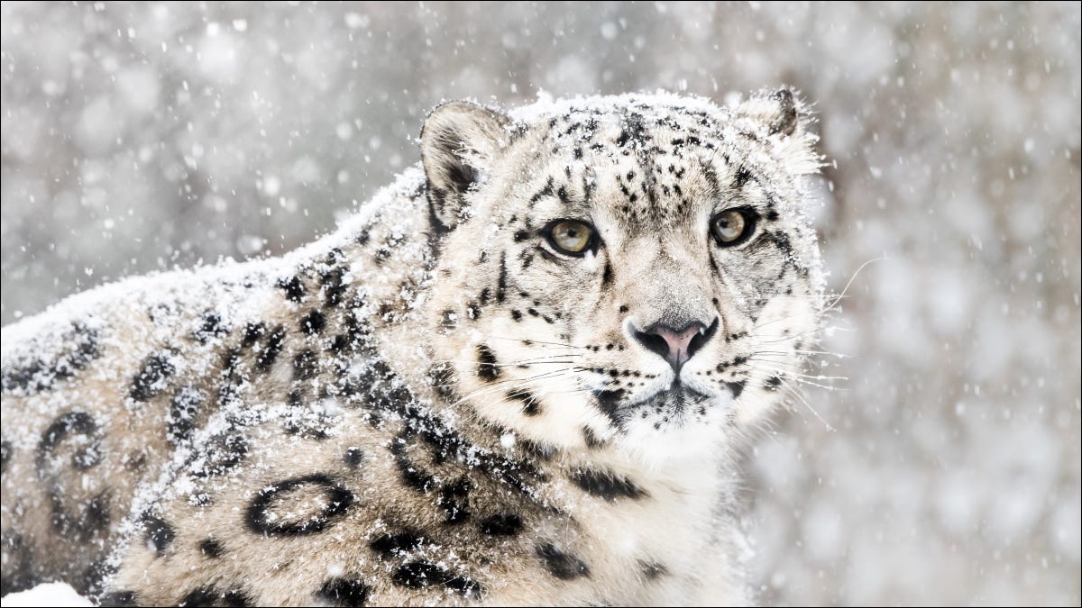 Un Snow Leopard, que era la mascota de Mac OS X 10.6.